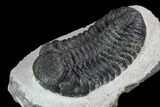 Bargain, Pedinopariops Trilobite - Mrakib, Morocco #92314-2